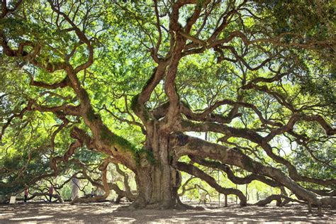 Angel Oak Tree Charleston South Carolina Usa Amazing Things In