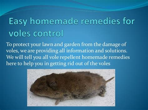 Easy Homemade Remedies For Voles Control