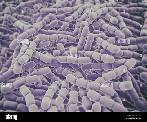 Streptococcus Pneumoniae By Dennis Kunkel Microscopyscience Photo
