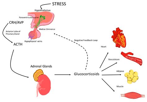 IJMS Free Full Text Hypothalamic Pituitary Adrenal Axis Modulation Of Glucocorticoids In The