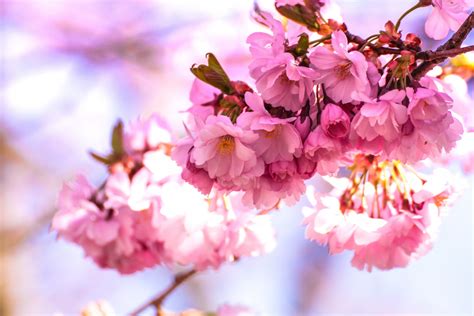 Free Images Bloom Blur Cherry Blossom Close Up Colorful