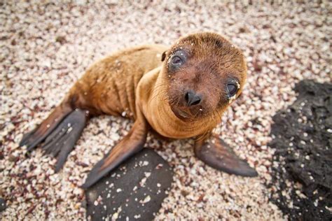 Baby Sea Lion In The Galápagos Islands Insight Guides Blog