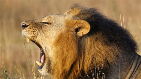 Menacé Dextinction Le Lion Africain Va Bénéficier De La Protection