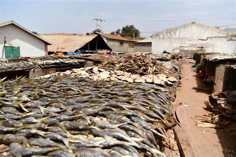 Fish Exposed At A Market In Africa Fresh From The Boat Stock Image