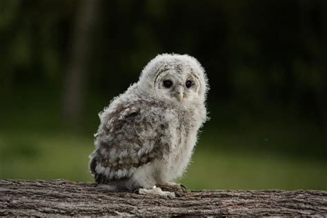 Super Cute Baby Owl Baby Owls Funny Animals Cute Babies Owl Babies