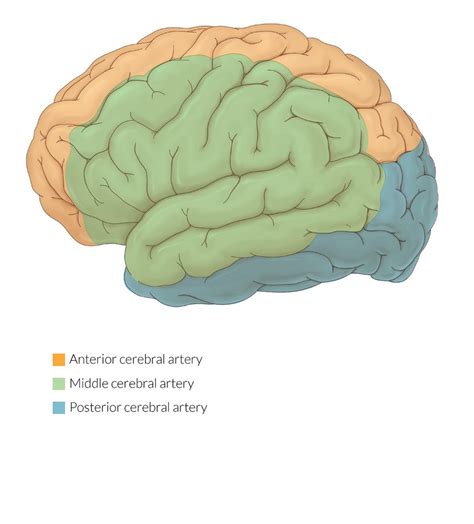 Posterior Cerebral Artery Distribution