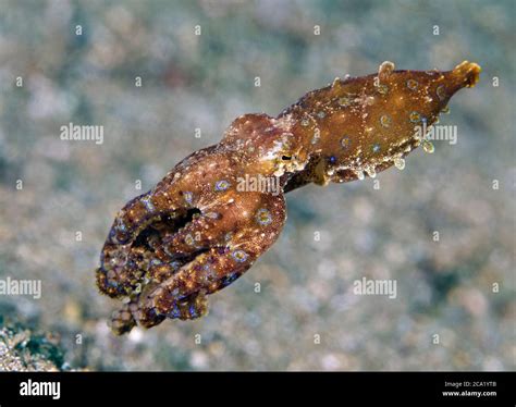 Blue Ringed Octopus Hapalochlaena Sp Flashing Its Warning Colors As