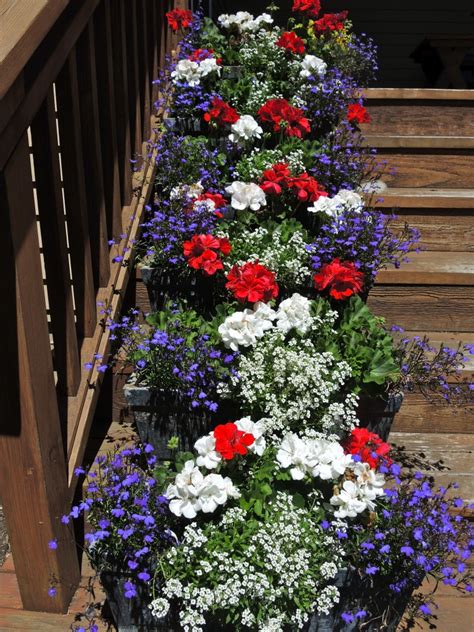 Hooray For The Red White And Blue Patriotic Plants For The Fourth Of