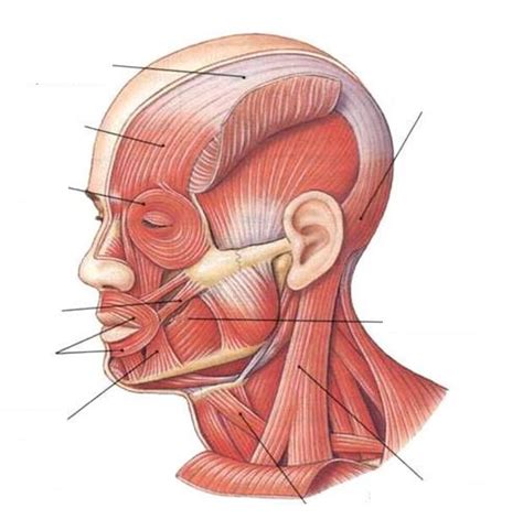 Músculos De La Expresión Facial Y Masticación Lateral Diagram Quizlet