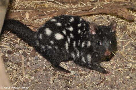 Eastern Quoll Reintroductions Confirmed For Mainland Australia