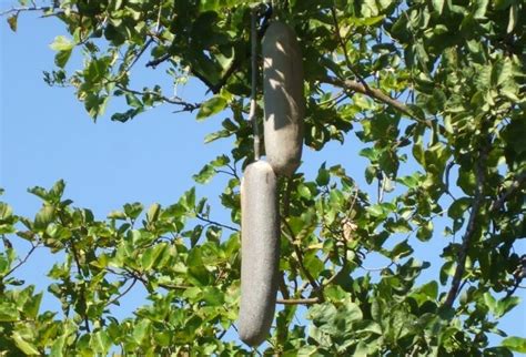 15 Medicinal Uses And Benefits Of Kigelia Africana Sausage Tree