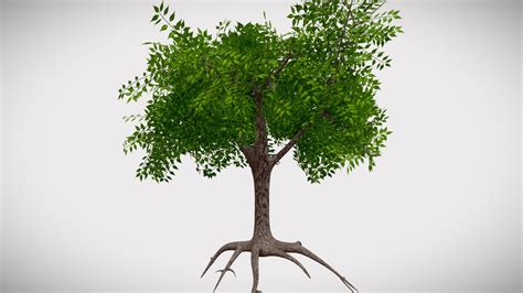 Neem Tree Download Free 3d Model By Rohit Pawar Rohit8999 03edef8