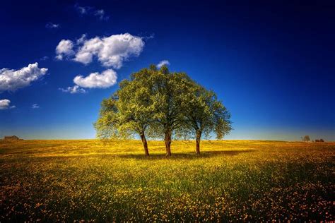 Two Trees Are Standing In The Middle Of A Field With Yellow Flowers And