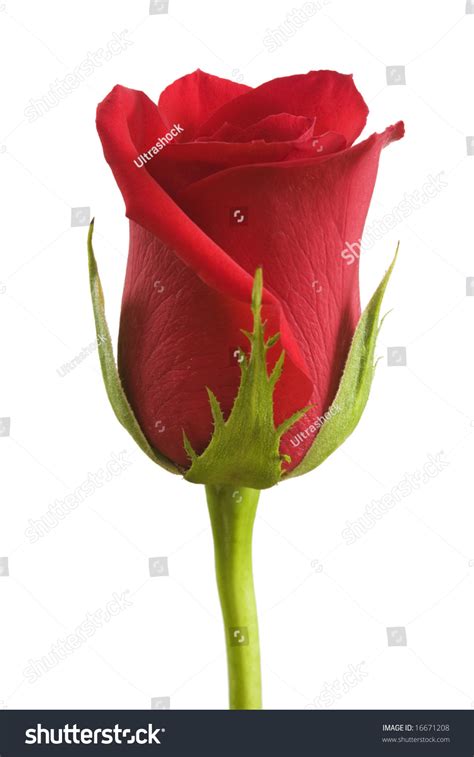 Single Red Rose Bud Isolated On A White Background Stock Photo