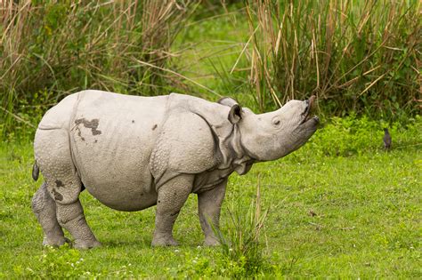 Baby Indian Rhino Flehmen Response