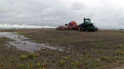 Too Much Rain A Disaster For Some Sask Farmers Cbc News