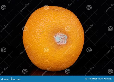 Orange With Mold Stock Image Image Of Dirty Decay 114614151
