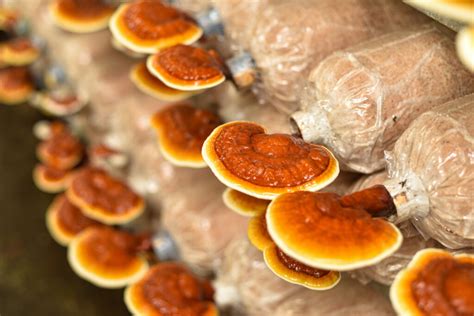 Los múltiples beneficios del hongo reishi para la salud Funghi Farm