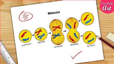 Mitosis Stages Diagram Drawing Cbse Easy Way Labeled Science Projects Equational