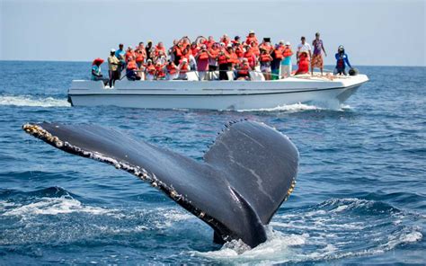 How To See The Whales In Saman Bay Visit Dominican Republic