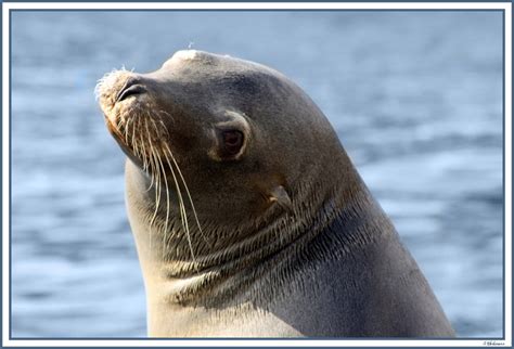 Home verdiep leesvoer tiere robben. Robbe Foto & Bild | tiere, zoo, wildpark & falknerei ...