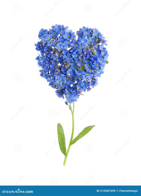 Heart Made With Beautiful Forget Me Not Flowers Isolated On White Stock