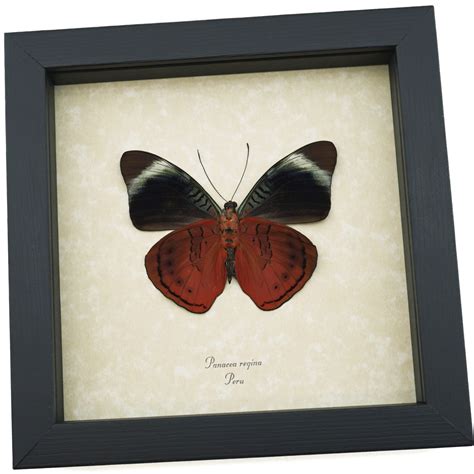 Anaea Ryphea Red Butterfly Framed Taxidermy Butterfly Designs Usa