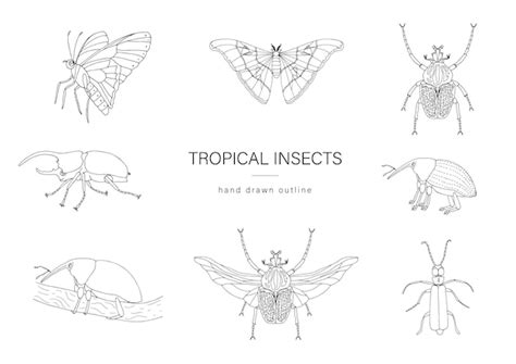 Premium Vector Vector Set Of Tropical Insects