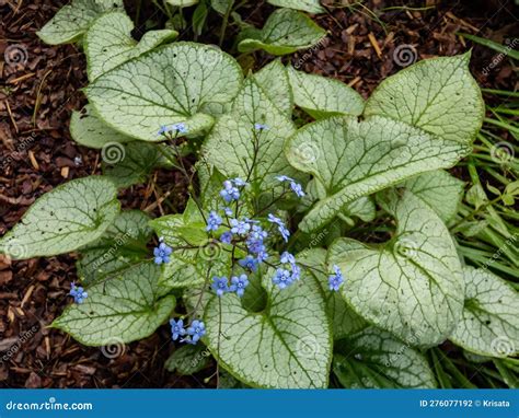 Siberian Bugloss Brunnera Macrophylla Jack Frost With Large Heart