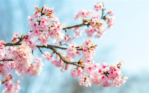 Wallpaper Sakura Bloom Pink Flowers Twigs Spring 3840x2160 Uhd 4k