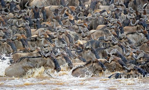 Wildebeest Crossing River Photograph By Ingo Schulz
