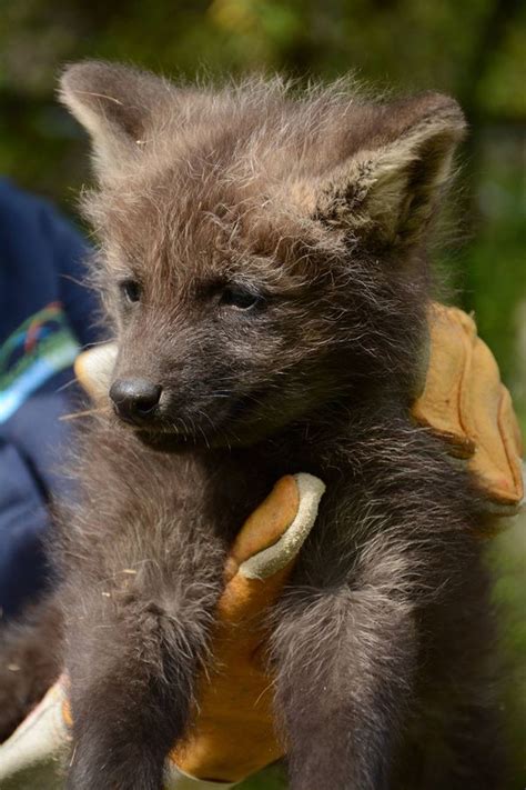 Maned Wolf Pups At Greensboro Science Center Zooborns