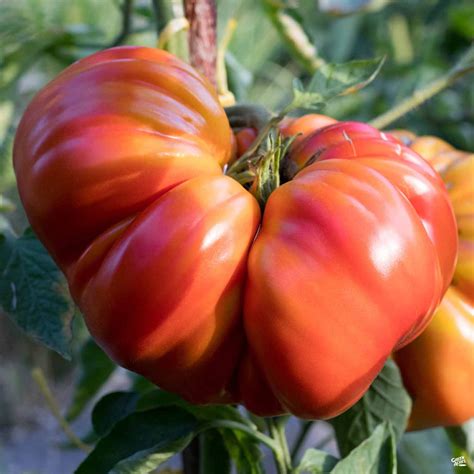 Tomato Goliath — Green Acres Nursery And Supply
