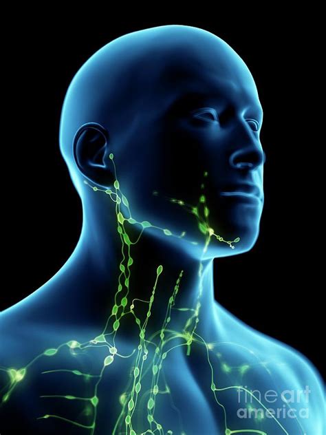 Lymphatic System Neck