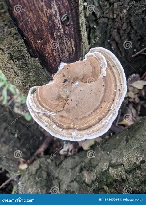 Daedaleopsis Confragosa Blushing Bracket Fungus On Tree Stump Stock