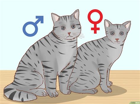 Cách Xác Định Giới Tính Mèo Con Bằng Cách Petto Petto