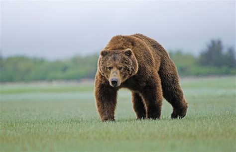 Brown Bear Standing On Grass Field Under Gray Sky Hd Wallpaper