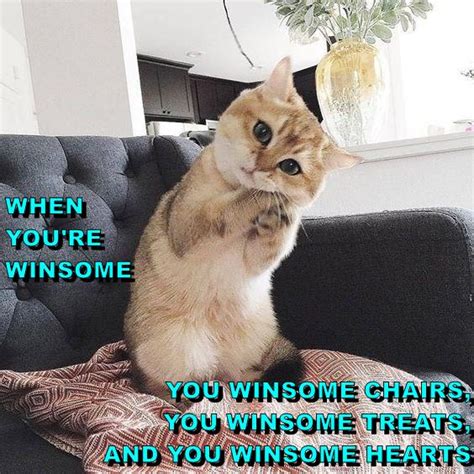 Winsome Lolcats Lol Cat Memes Funny Cats Funny Cat Pictures