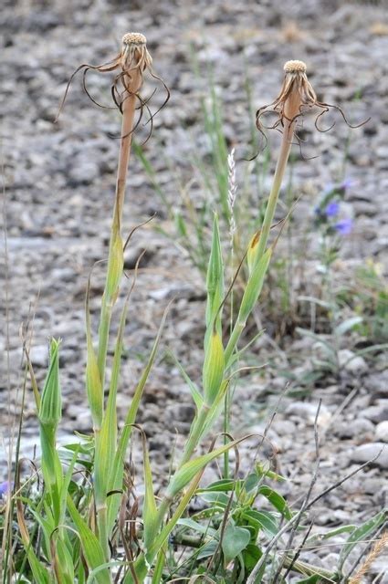 Yellow Salsify Invasive Exotic Plants Of North Carolina · Inaturalist