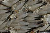 Baby Termites With Wings Pictures