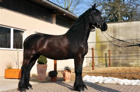 We Are Selling This Beautiful Friesian Mare North Mississippi For Sale