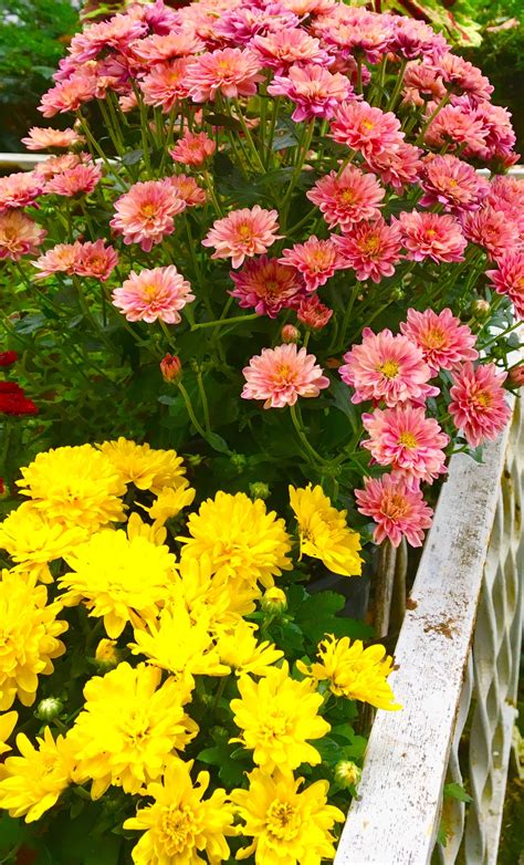 Colorful Mums Photo By Lisavee Flower Photos Personal Photo