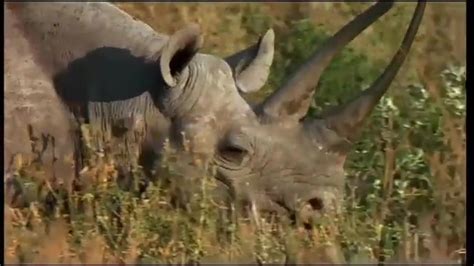 Experience the nature, see the 'big five, lots of wildlife, while accompanied by our experienced tour guides. Beautiful African Animals Safaris: The Maasai Mara crocs ...