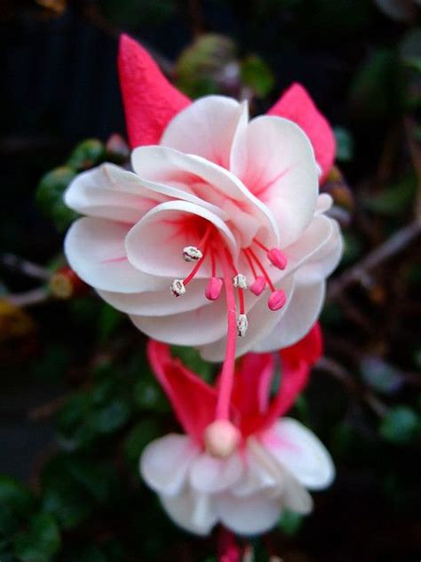 Here goes 30 pretty flower photos for you to click on through… 17 Best images about Fuchsia on Pinterest | Gardens ...