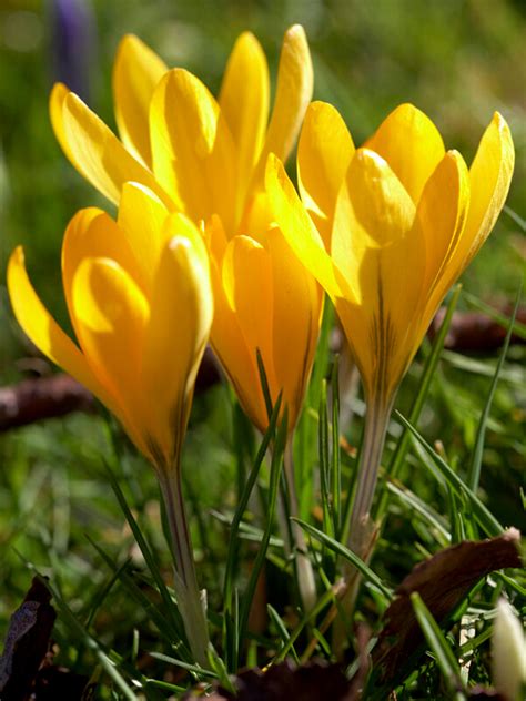 Crocus Giant Yellow Order Your Flower Bulbs Online At Dutchgrown
