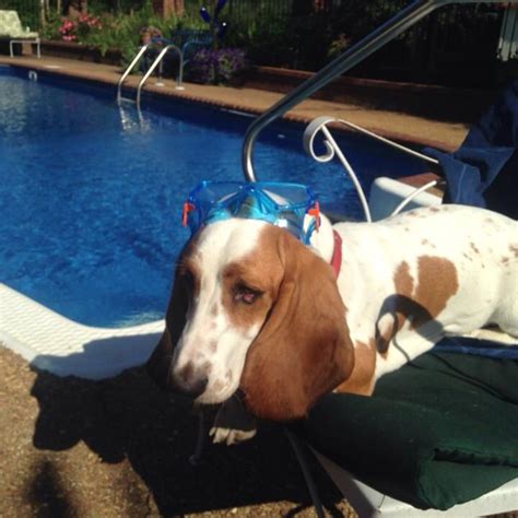 Summer Is Not Officially Over Bassett Hound Basset Hound Basset