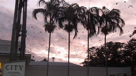 Fruit Bats Flying Over Cairns Australia Youtube