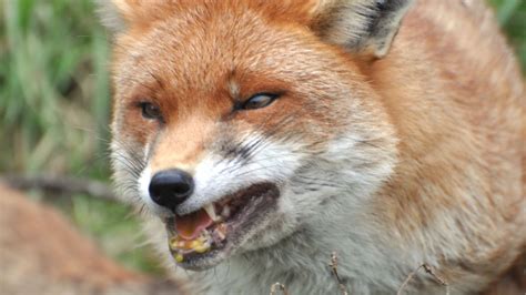 Woman Strangles Rabid Fox Attacking Her In Backyard Kutv