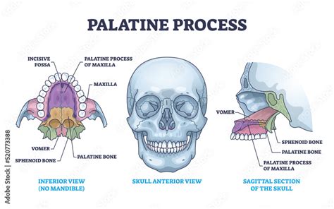 Palatine Process Section Anatomy With Maxilla Structure Outline Diagram Labeled Educational