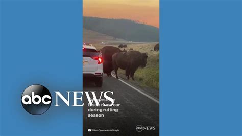 Bison Rams Side Of Car In Yellowstone National Park Youtube